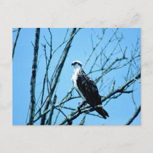 Osprey Postcard
