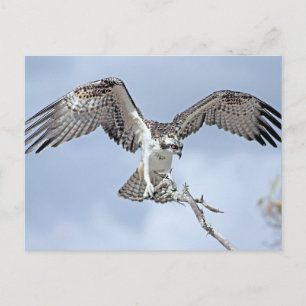 Osprey Postcard