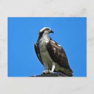 Osprey Postcard