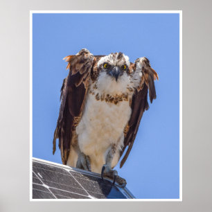 Osprey Poster Bold Wildlife Bird Portrait