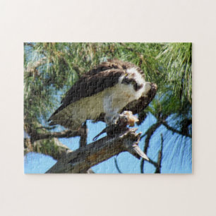 Osprey - Sea Hawk - Fish Hawk - Raptor - Bird Jigsaw Puzzle