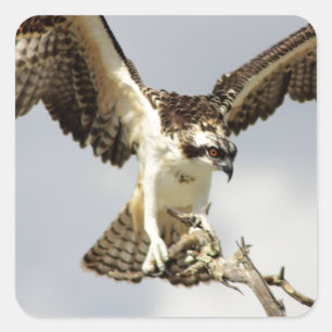 Osprey Square Sticker