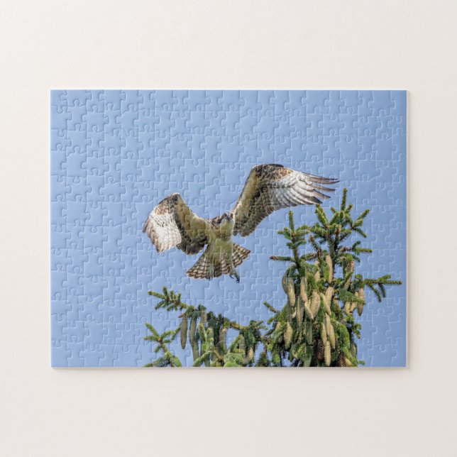 Osprey taking off from a pine tree jigsaw puzzle (Horizontal)
