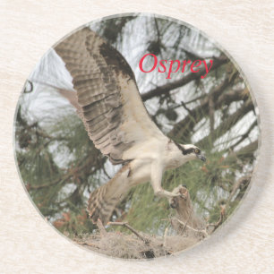 Osprey Wildlife Coaster
