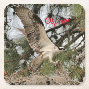 Osprey Wildlife Paper Coaster