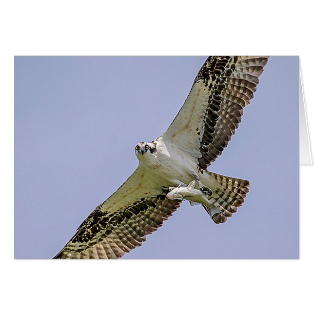Osprey with a fish (Front Horizontal)