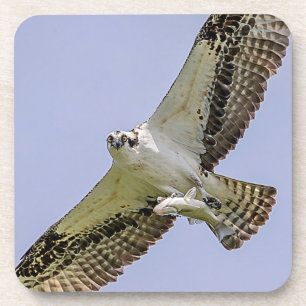 Osprey with a fish coaster