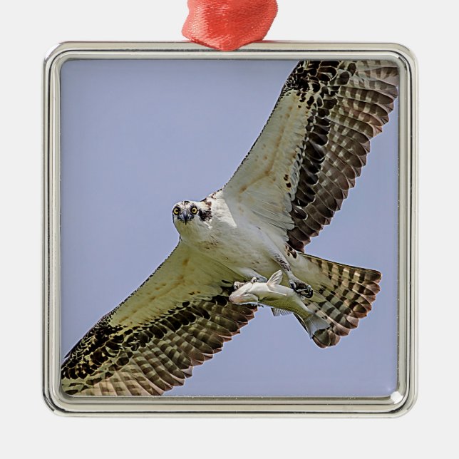 Osprey with a fish metal tree decoration (Front)