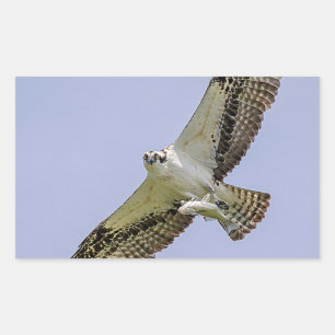 Osprey with a fish rectangular sticker