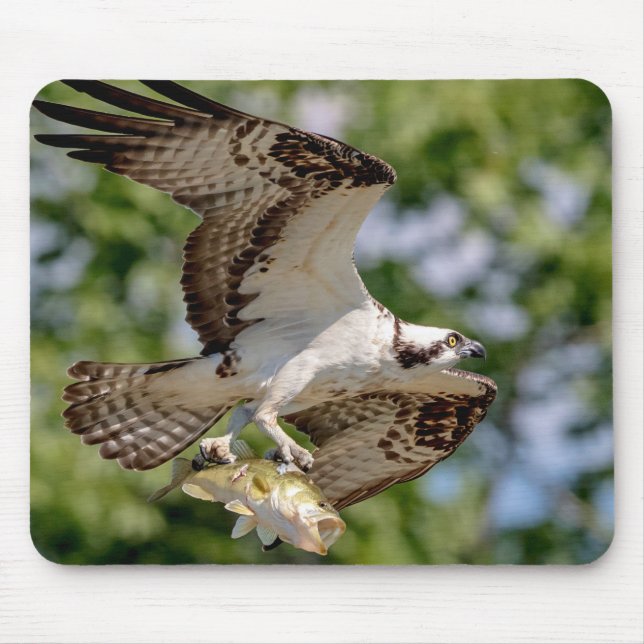 Osprey with a large mouth bass mouse mat (Front)