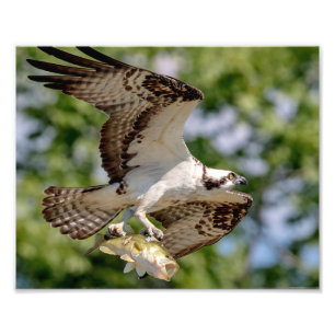 Osprey with a large mouth bass photo print