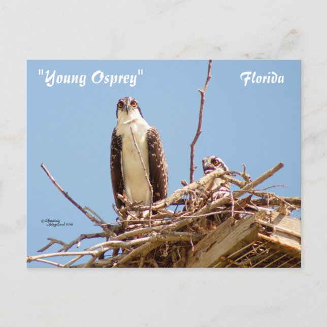 Ospreys Hawks Birds Postcard (Front)