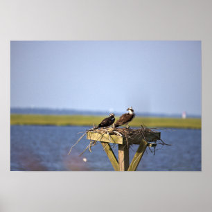Ospreys in Nest Photo  Poster