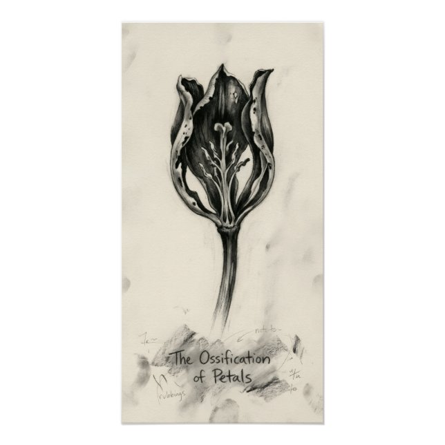  Ossification of Petal Poster (Front)