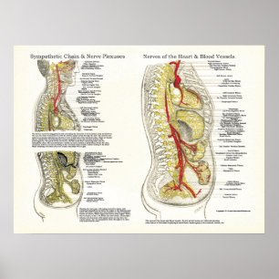 Osteopathic Sympathetic Chain Nerve Poster
