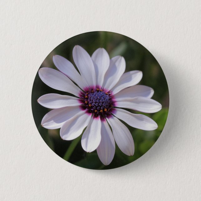 Osteospermum African Daisy 6 Cm Round Badge (Front)
