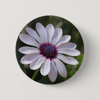 Osteospermum African Daisy 6 Cm Round Badge