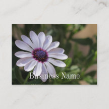 Osteospermum Business Card
