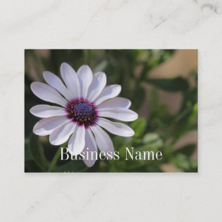 Osteospermum Business Card