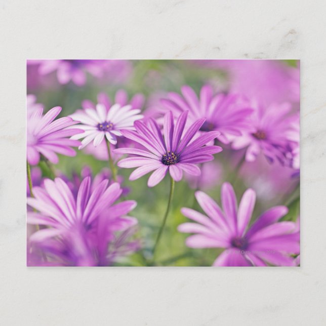 Osteospermum flowers postcard (Front)