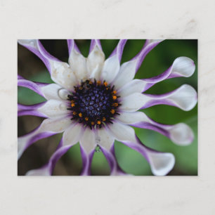 Osteospermum Nasinga White Postcard