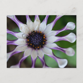 Osteospermum Nasinga White Postcard