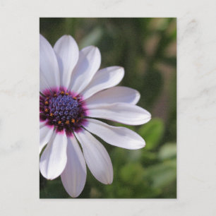 Osteospermum Postcard