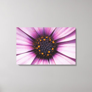 Osteospermum Purple Flower Stretched Canvas Print