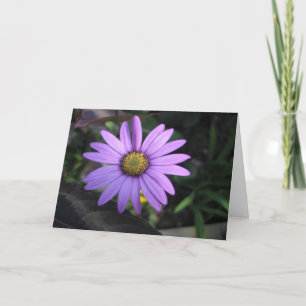 Osteospermum Stardust Flower Greeting Card