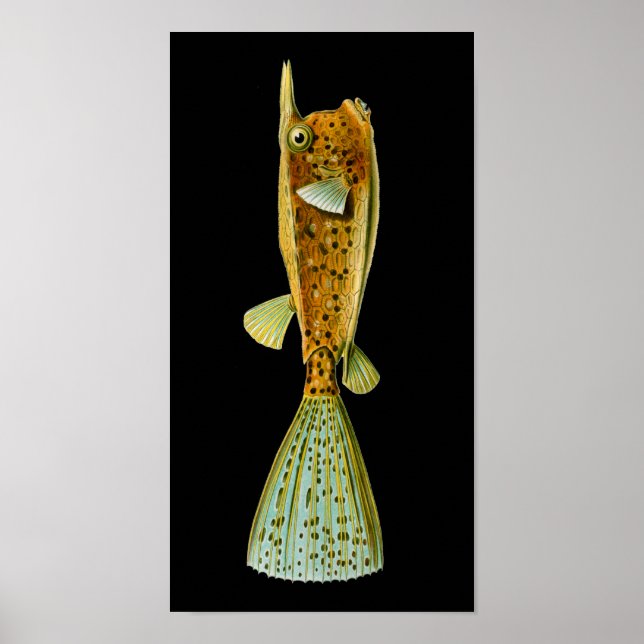 Ostracion cornutus (Boxfish), Haeckel Fine Art Poster (Front)