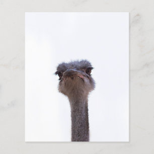 ostrich