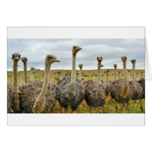 ostrich