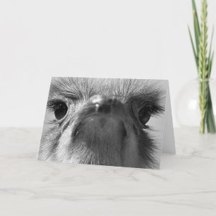 Ostrich #1-Greeting card