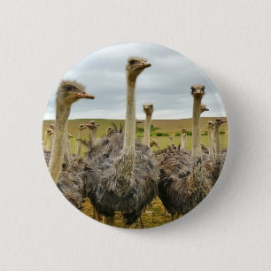 ostrich 6 cm round badge
