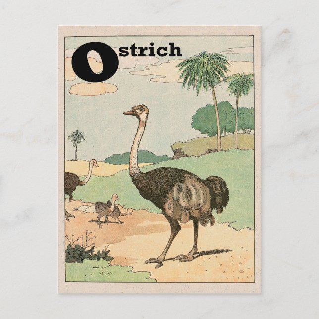 Ostrich Alphabet Letter Postcard (Front)