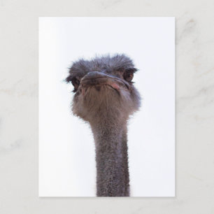 ostrich announcement postcard