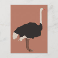Ostrich Bird Illustration