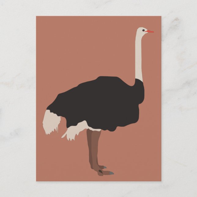 Ostrich Bird Illustration  Holiday Postcard (Front)