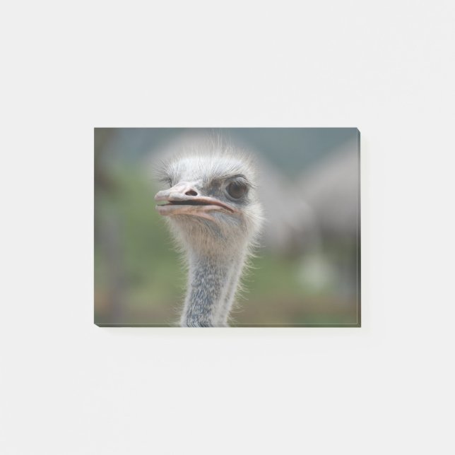 Ostrich Bird Post-it Notes (Front)