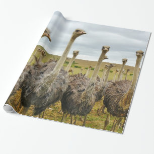 Ostrich Bird Wrapping Paper