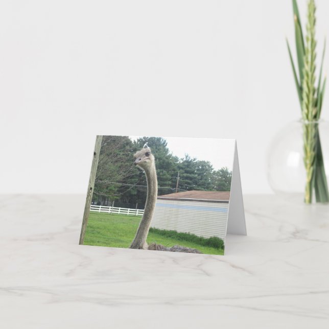 Ostrich Card (Front)