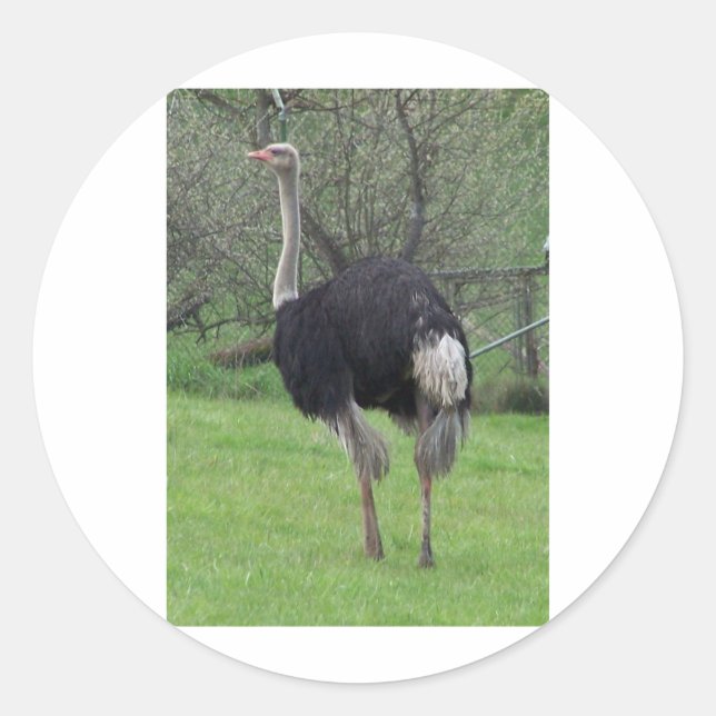 Ostrich Classic Round Sticker (Front)