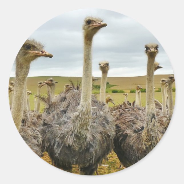 ostrich classic round sticker (Front)
