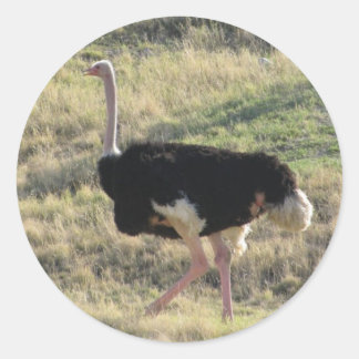 Ostrich Classic Round Sticker