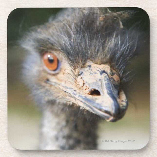 Ostrich Coaster (Front)