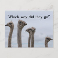 OSTRICH CONFUSION RELOCATION POSTCARD
