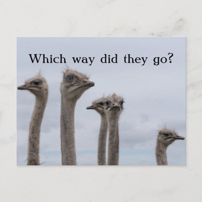 OSTRICH CONFUSION RELOCATION POSTCARD (Front)