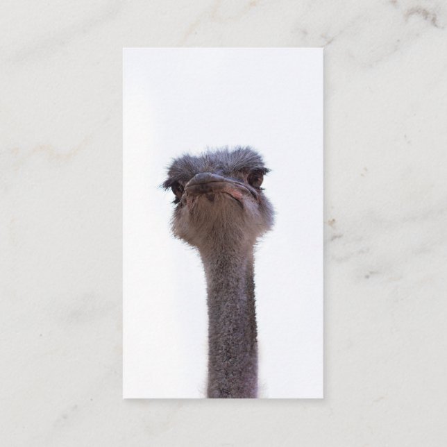 ostrich enclosure card (Back)