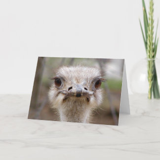 Ostrich face card