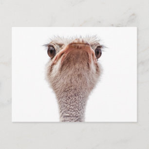 Ostrich Face Postcard